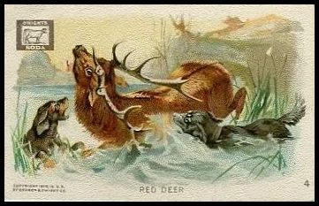 4 Red Deer